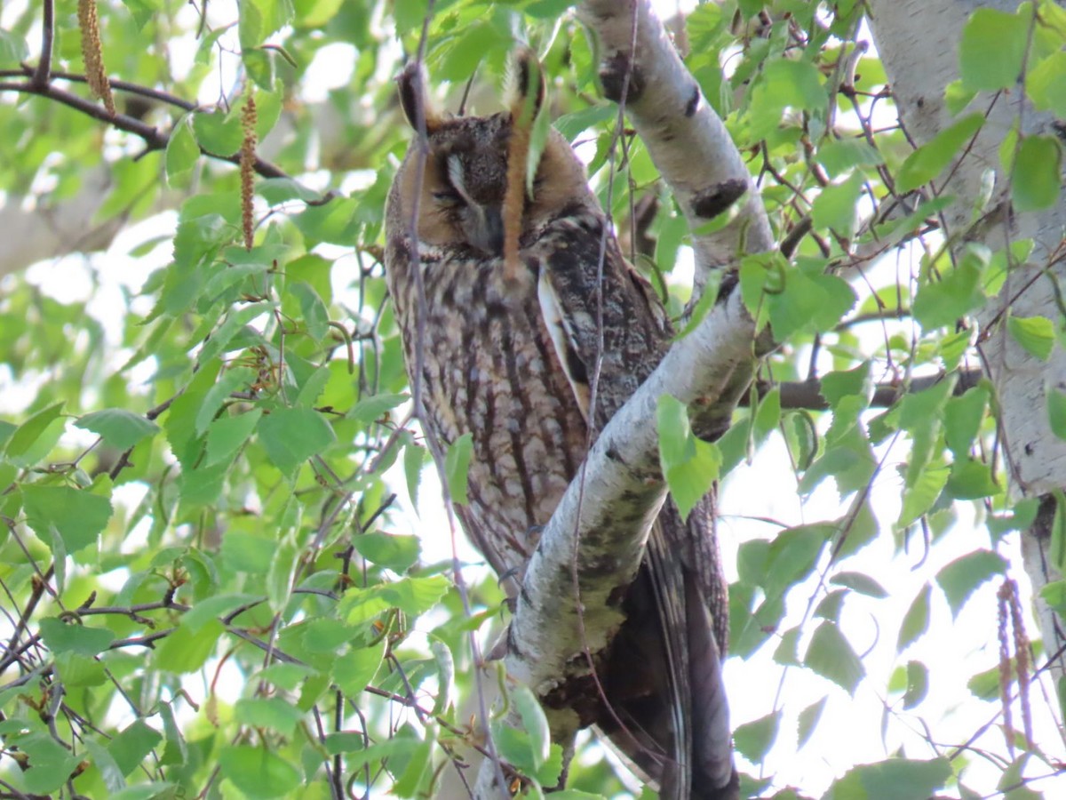 Long-eared Owl - ML620544228