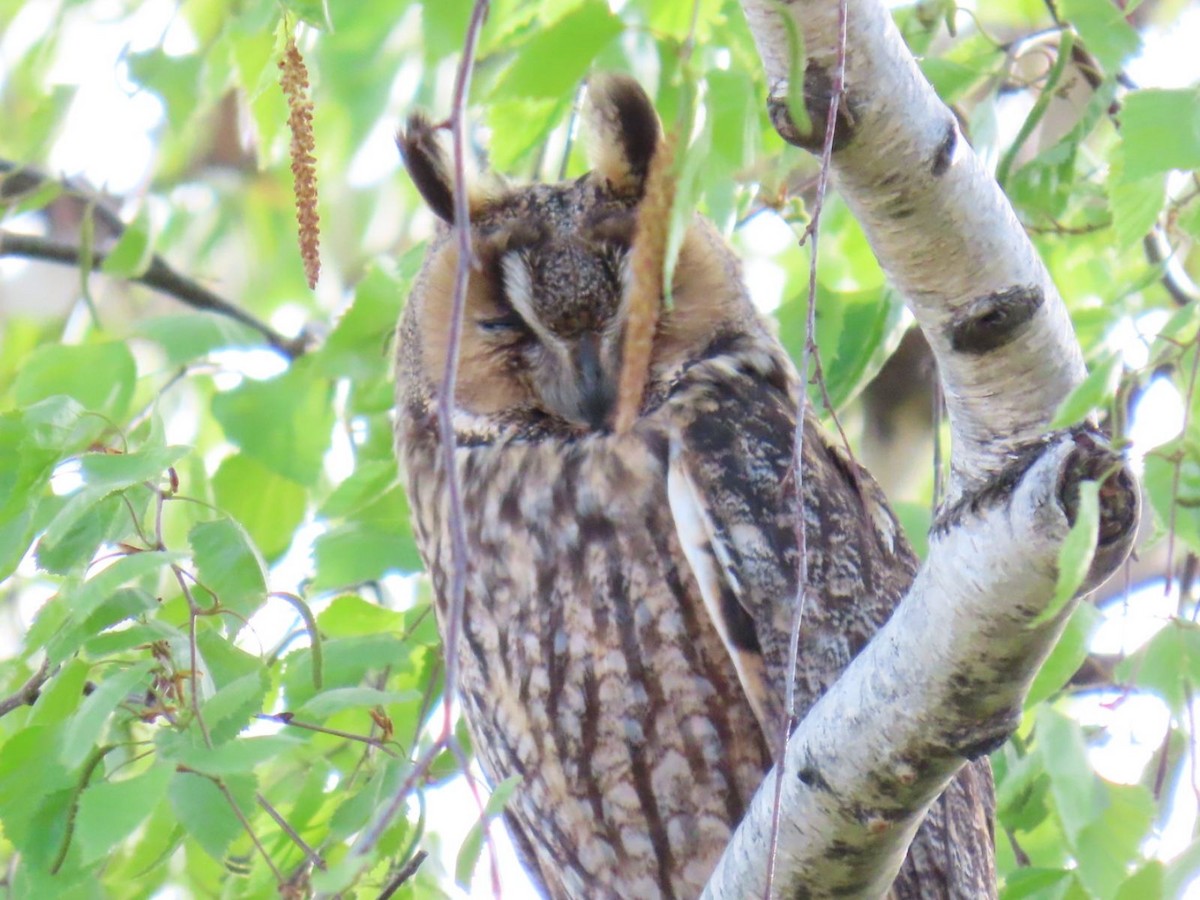 Long-eared Owl - ML620544229