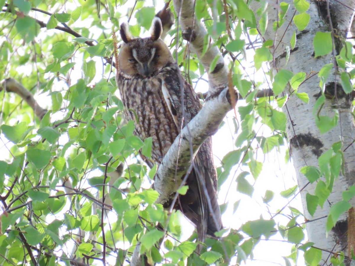 Long-eared Owl - ML620544230