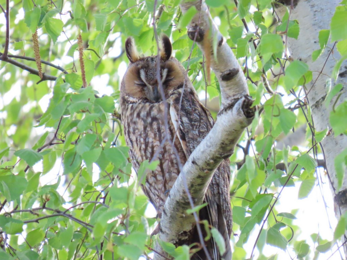 Long-eared Owl - ML620544231