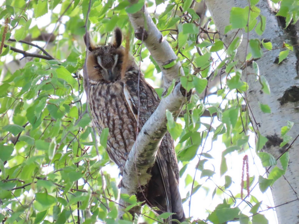 Long-eared Owl - ML620544232