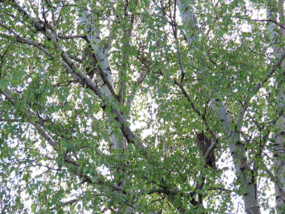 Long-eared Owl - ML620544234