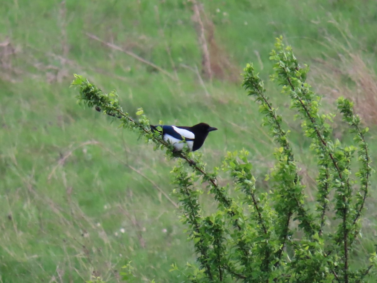 Eurasian Magpie - ML620544237