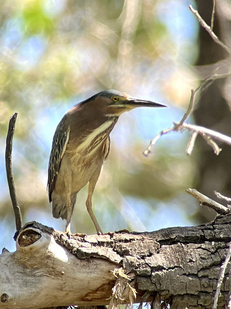 Green Heron - ML620544242