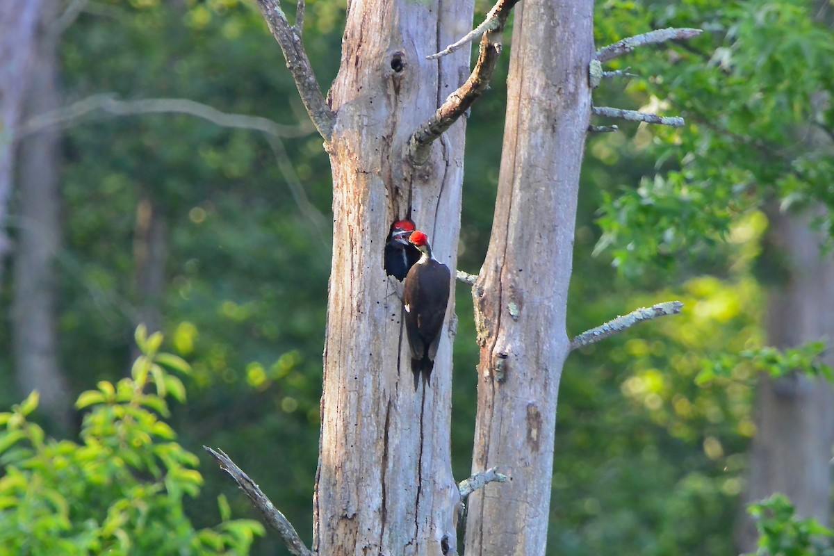 Pileated Woodpecker - ML620544247