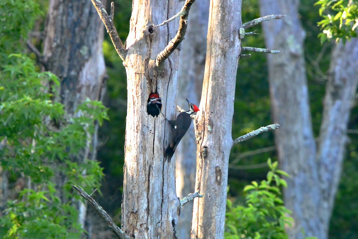 Pileated Woodpecker - ML620544249