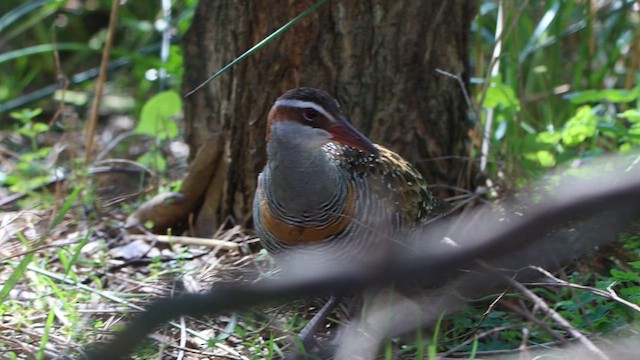 Buff-banded Rail - ML620544257