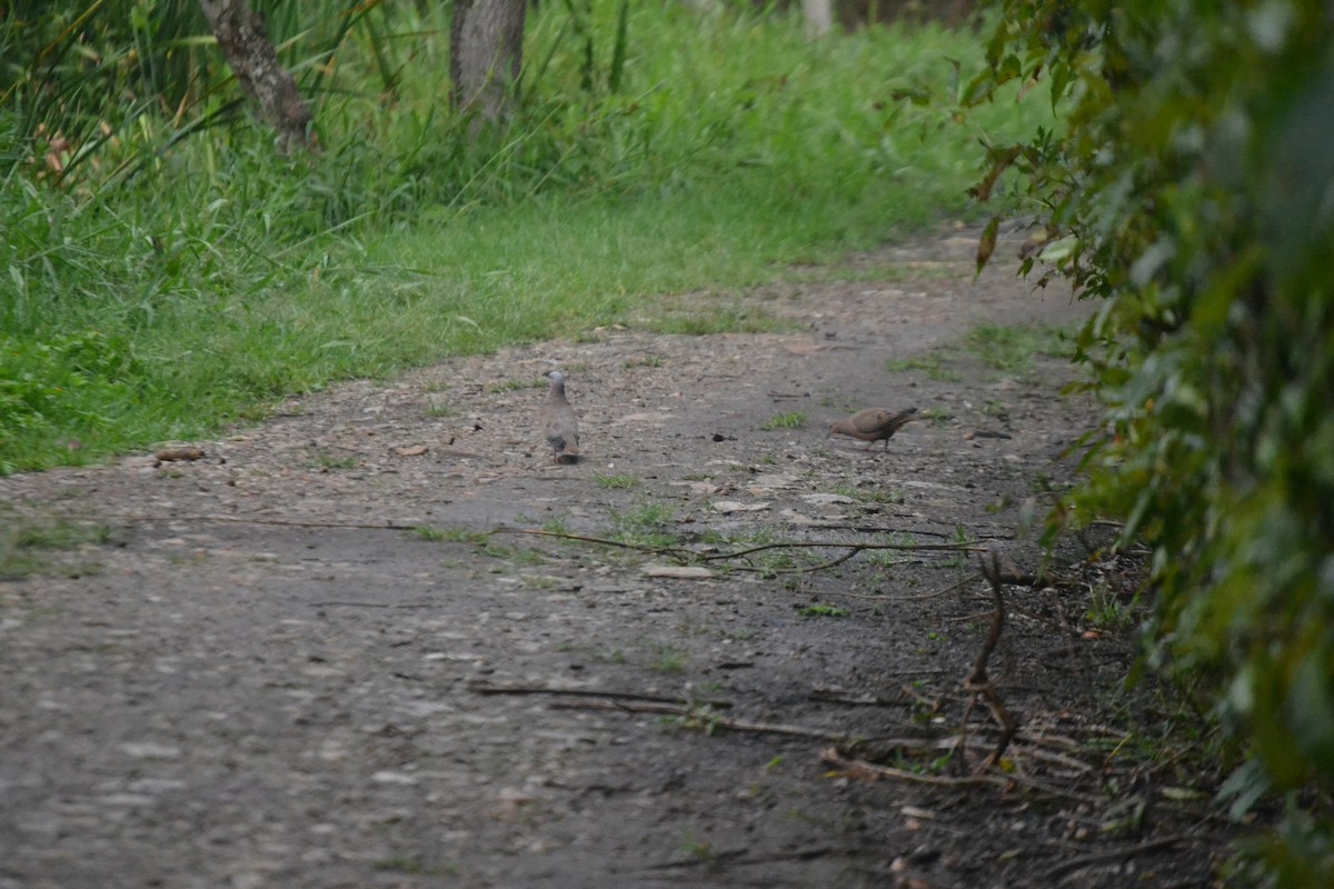 Eared Dove - ML620544265