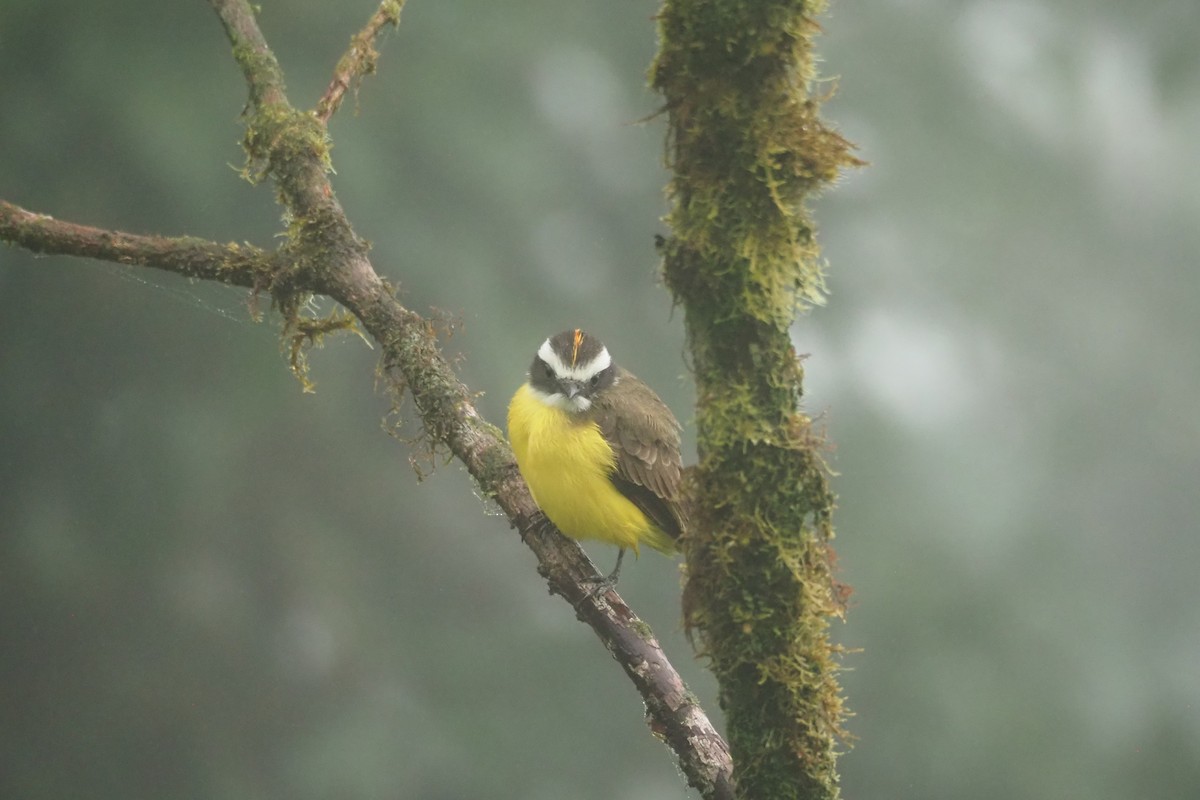 Rusty-margined Flycatcher - ML620544266