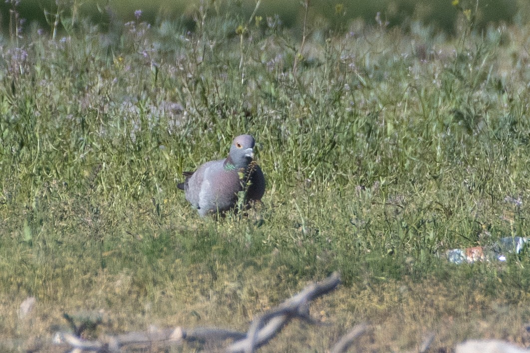 Yellow-eyed Pigeon - ML620544277