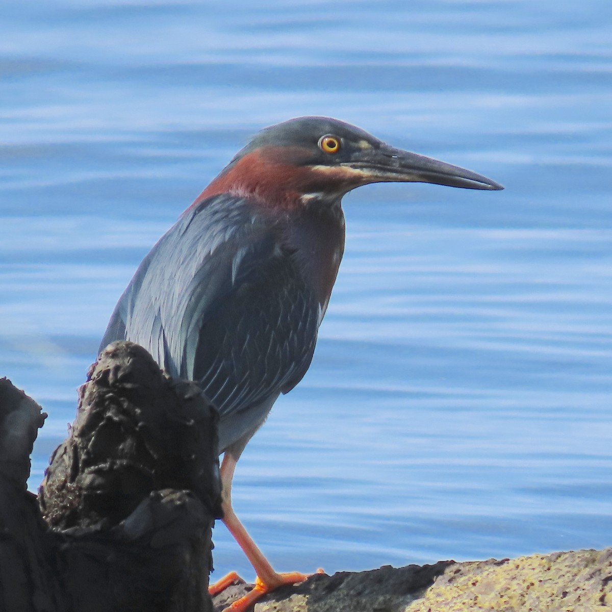 Green Heron - ML620544279