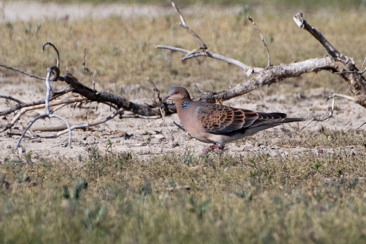 Oriental Turtle-Dove - ML620544282