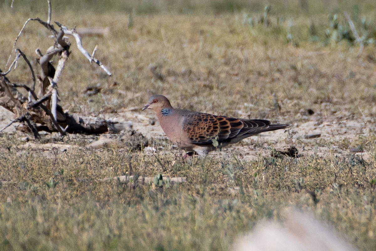 Oriental Turtle-Dove - ML620544283