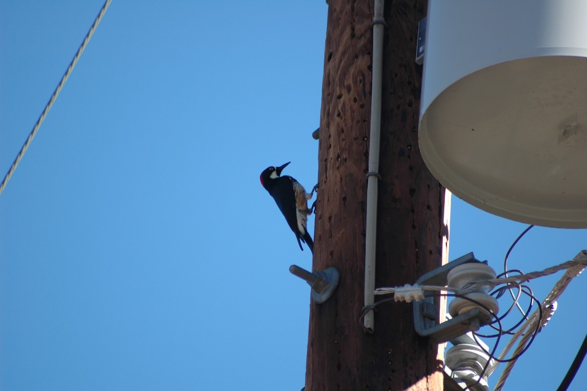 Acorn Woodpecker - ML620544289