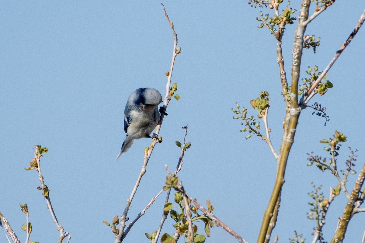 Mésange azurée (groupe cyanus) - ML620544291