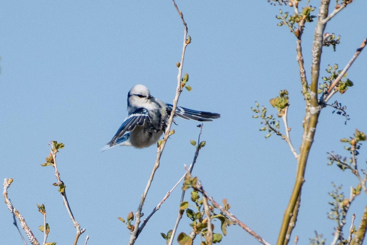 Herrerillo Azul (grupo cyanus) - ML620544293