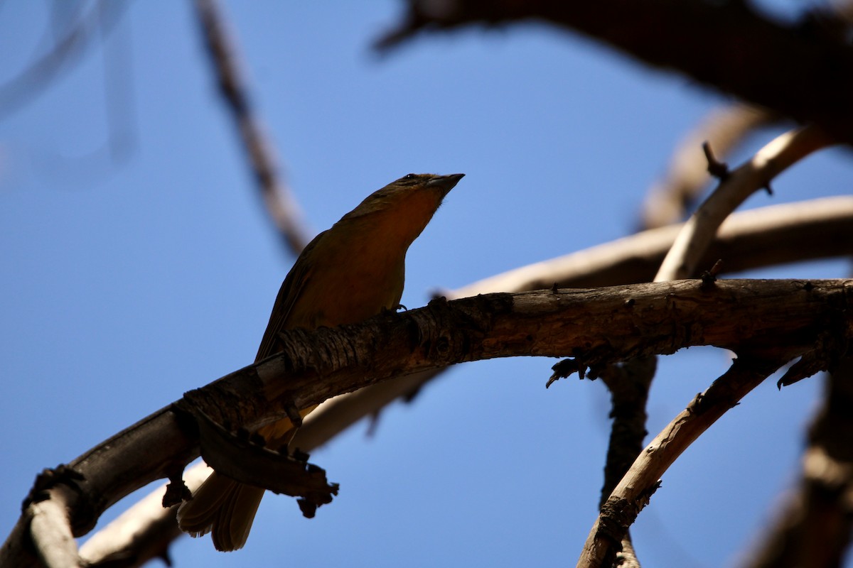 Hepatic Tanager - ML620544298