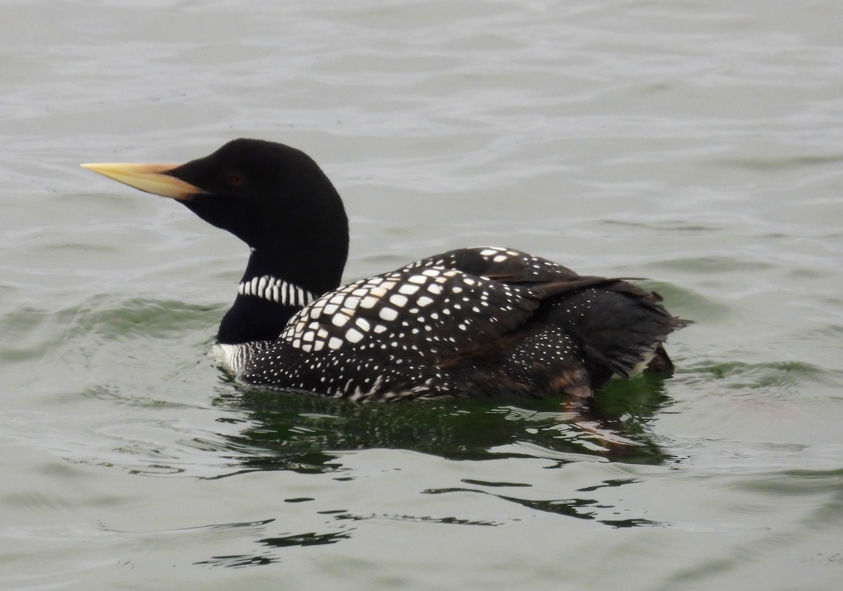 Yellow-billed Loon - Morten Winther Dahl