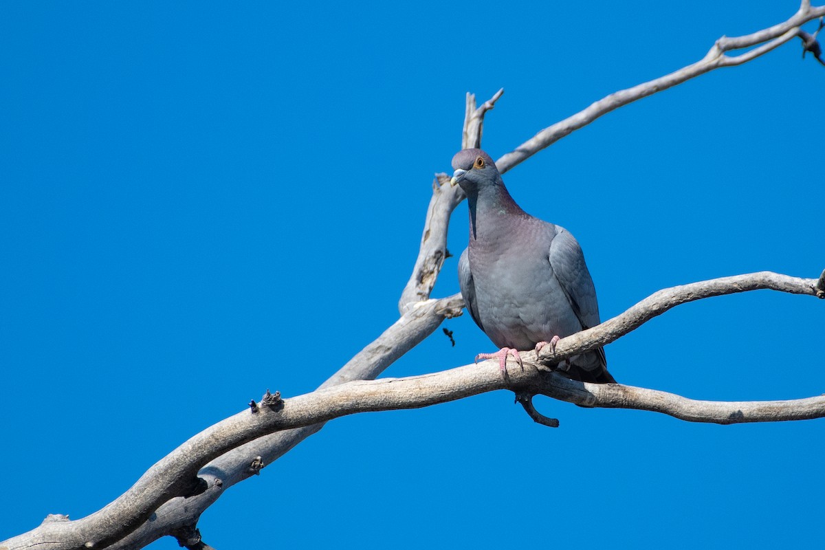 Yellow-eyed Pigeon - ML620544307