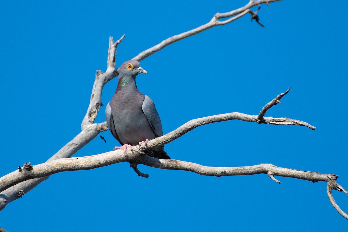 Yellow-eyed Pigeon - Grigory Evtukh