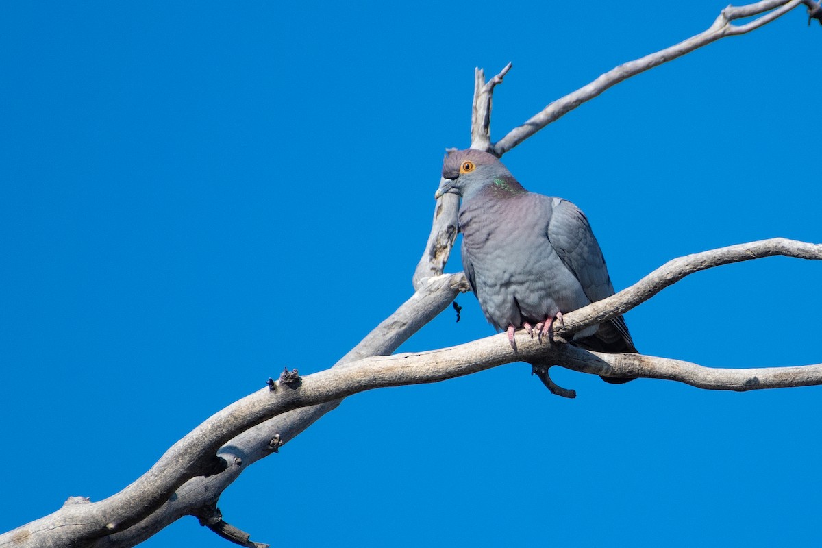 Yellow-eyed Pigeon - ML620544313