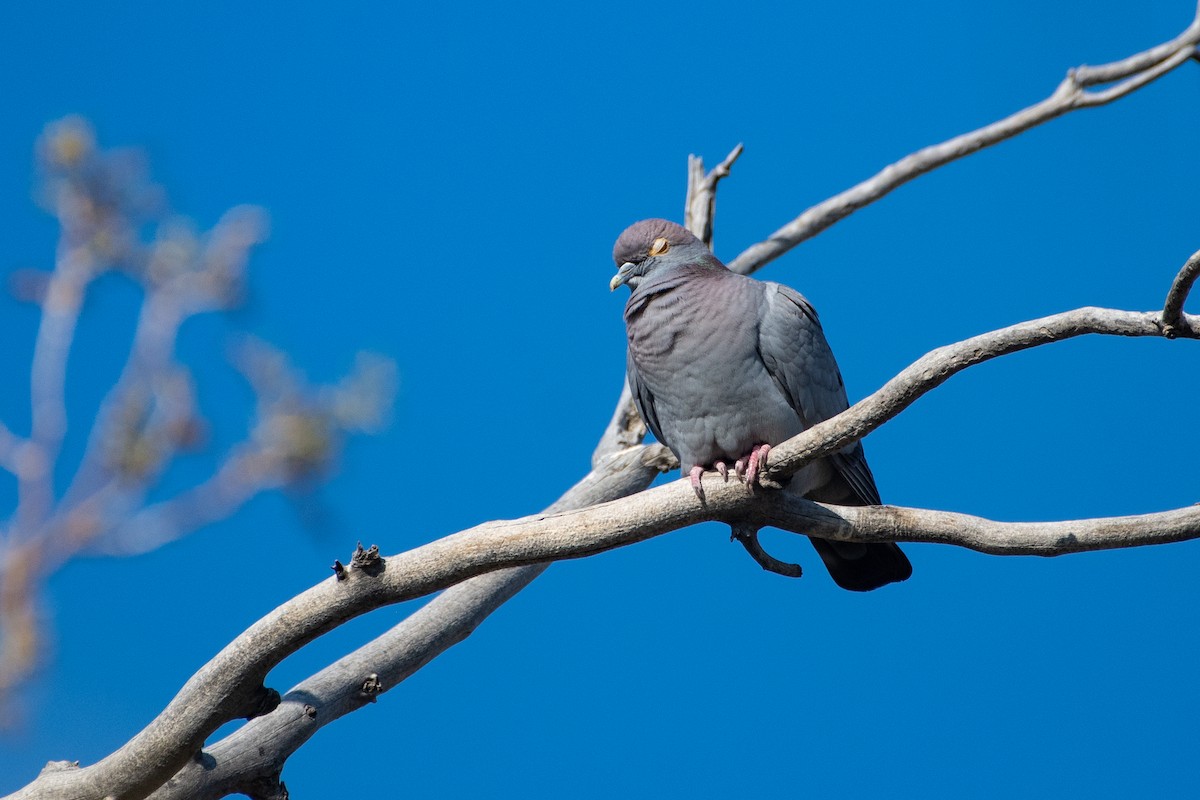 Yellow-eyed Pigeon - ML620544321