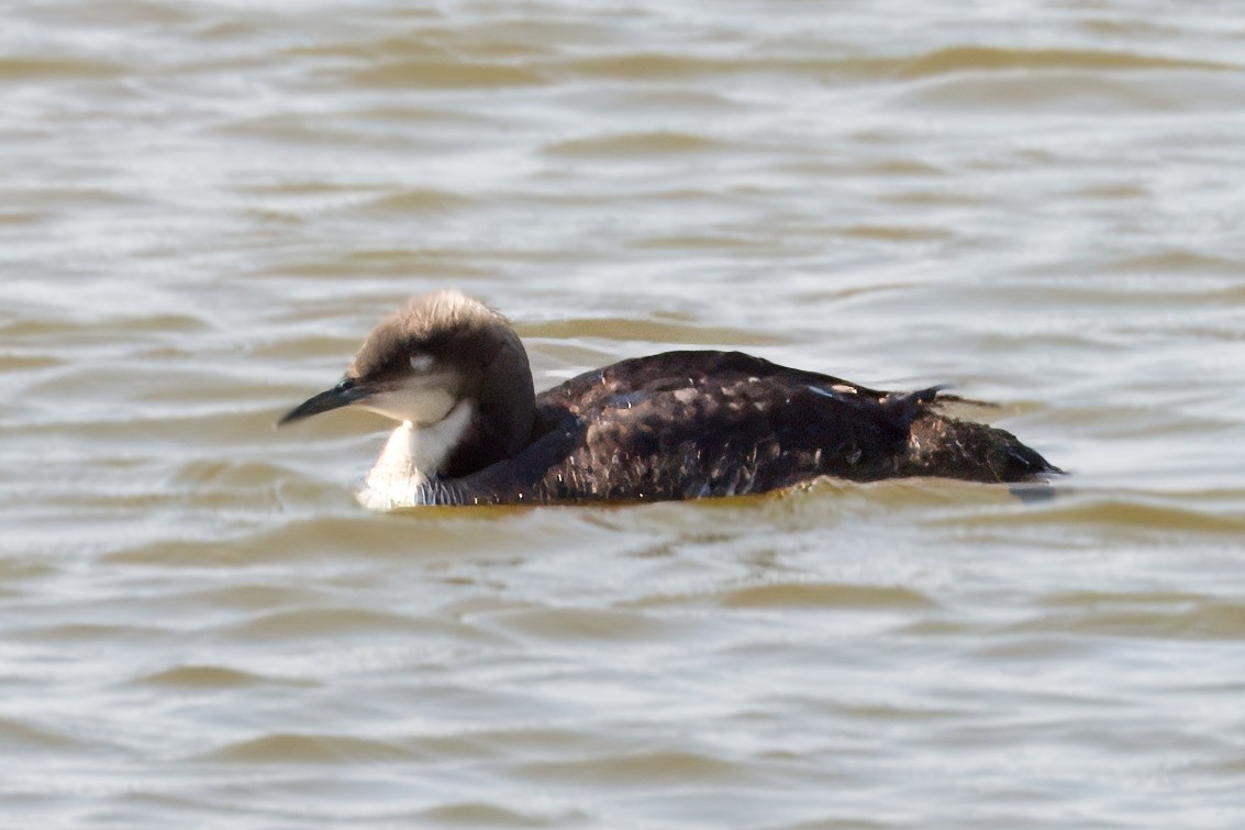 Pacific Loon - ML620544324