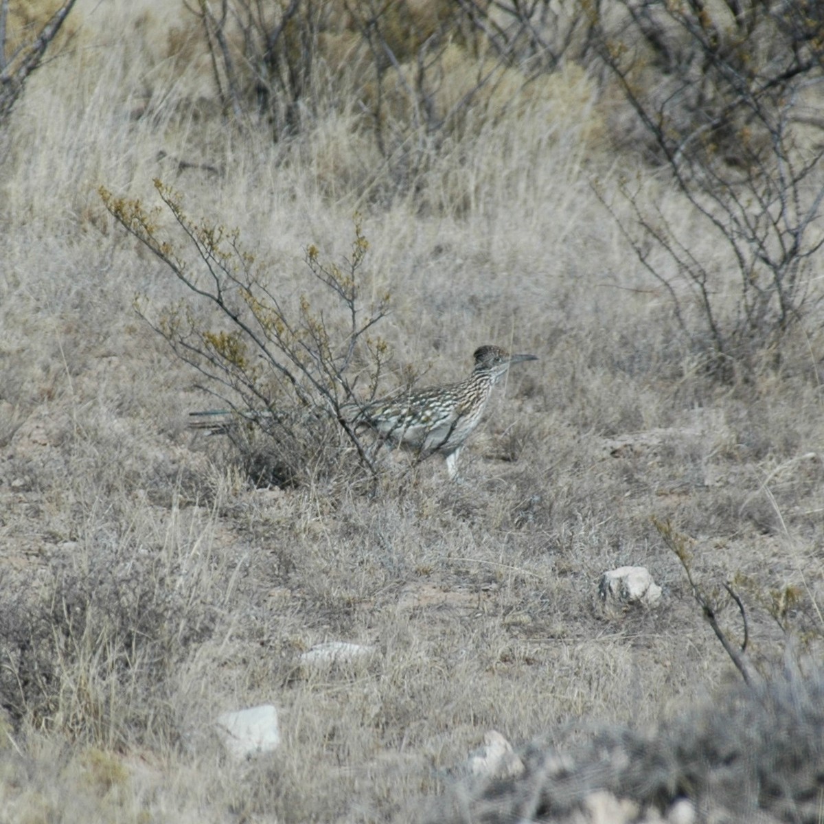 Correcaminos Grande - ML620544329