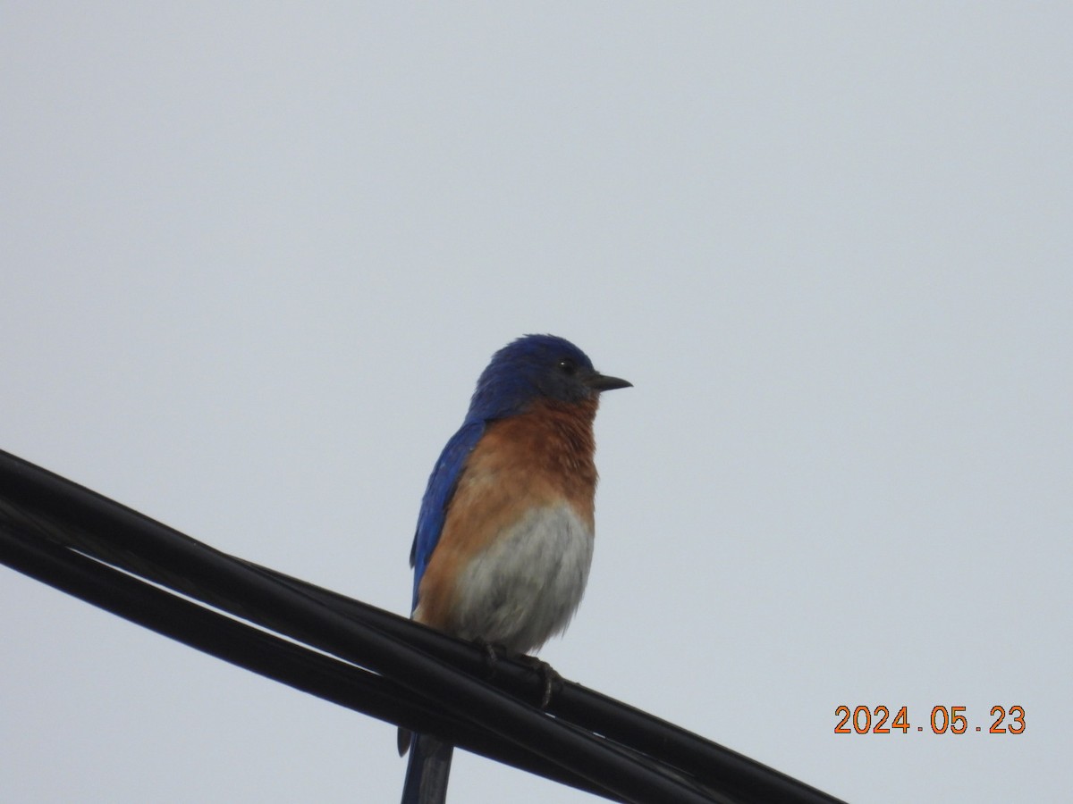 Eastern Bluebird - ML620544335