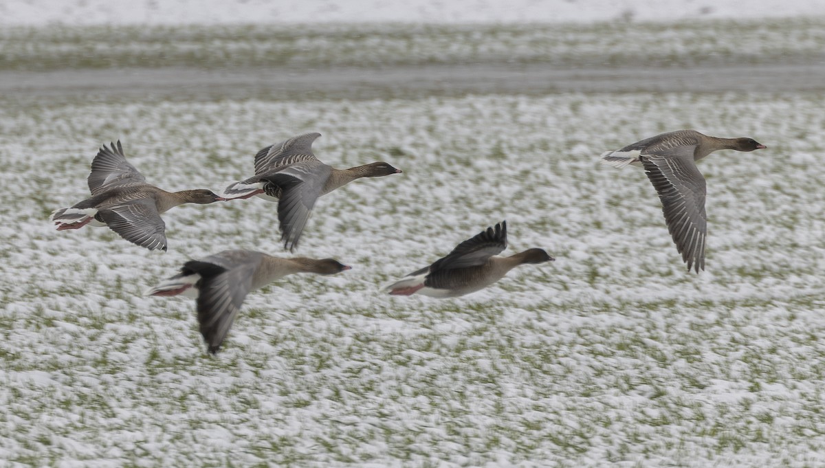 Pink-footed Goose - ML620544342