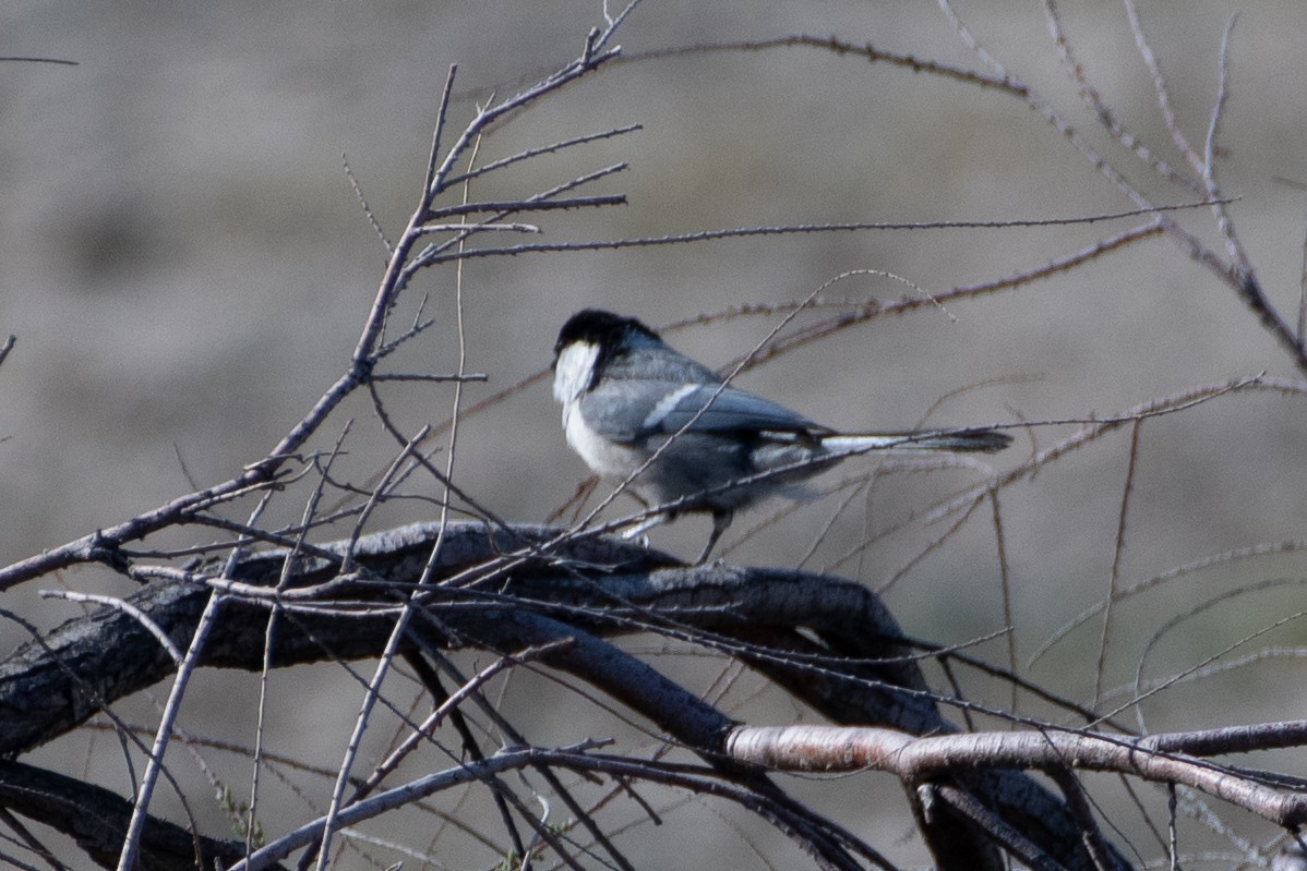 Great Tit (Turkestan) - ML620544345