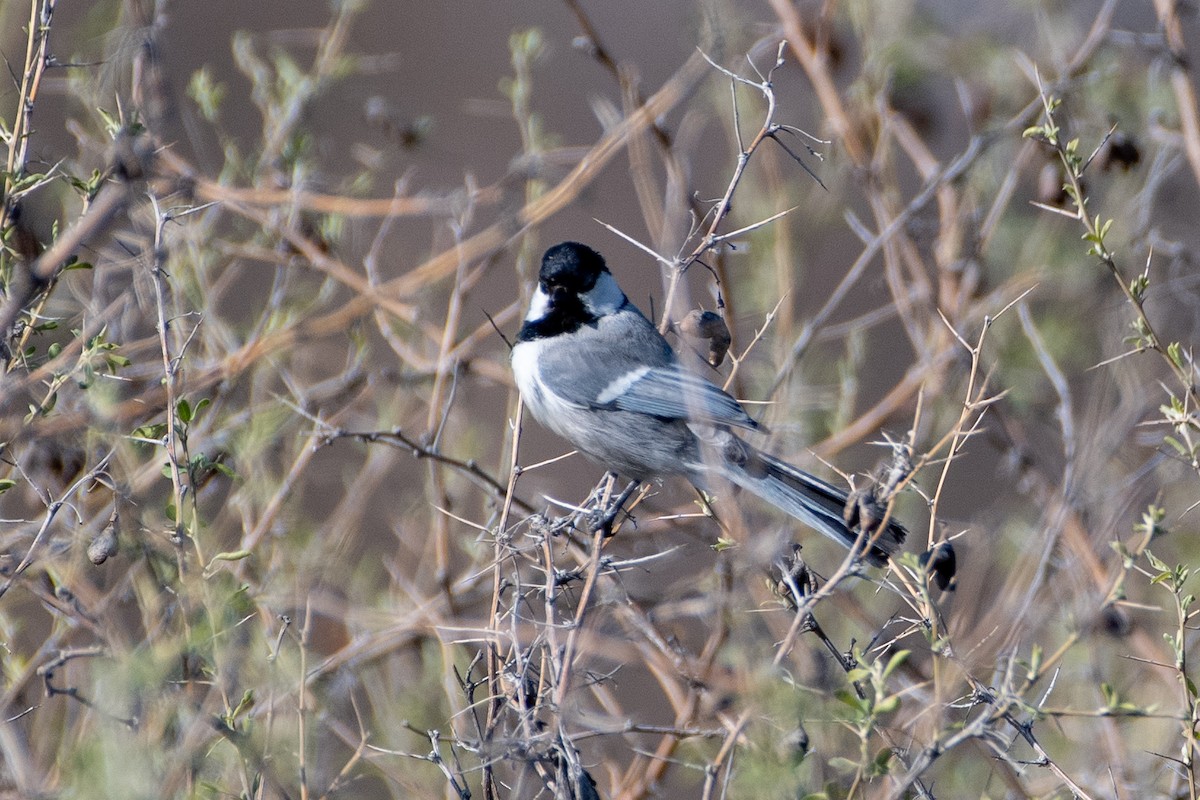 Great Tit (Turkestan) - ML620544348