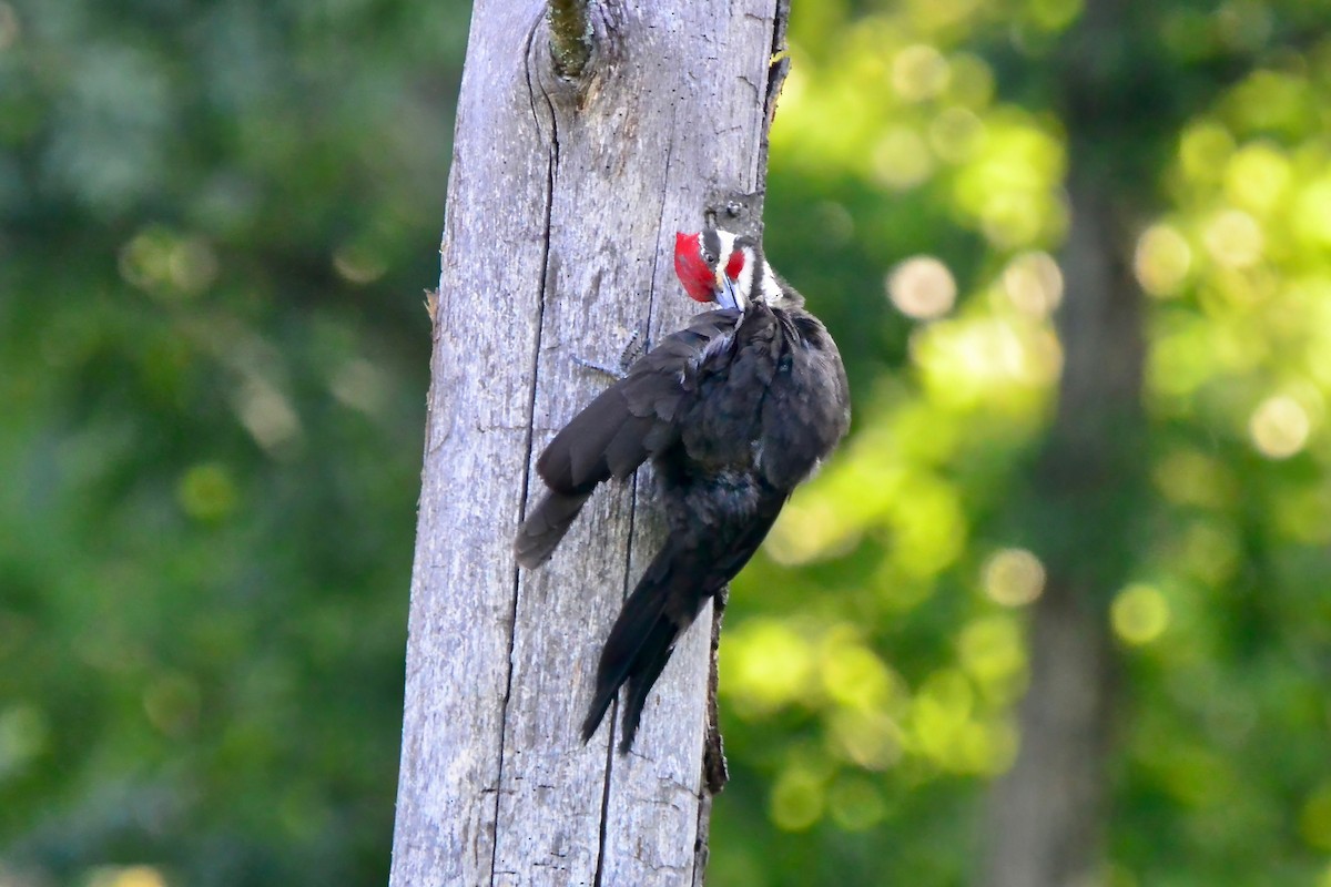 Pileated Woodpecker - ML620544349