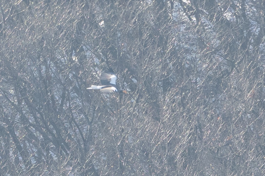 Steller's Sea-Eagle - ML620544353