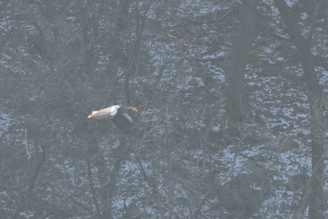 Steller's Sea-Eagle - ML620544355