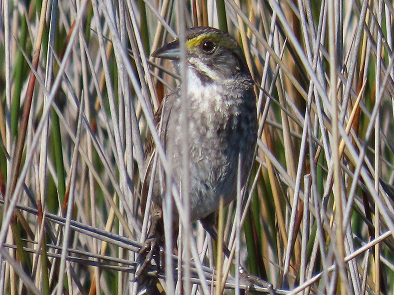 Seaside Sparrow - ML620544368