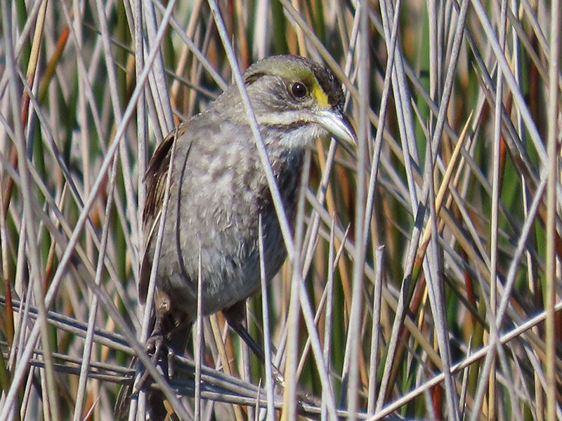 Seaside Sparrow - ML620544369