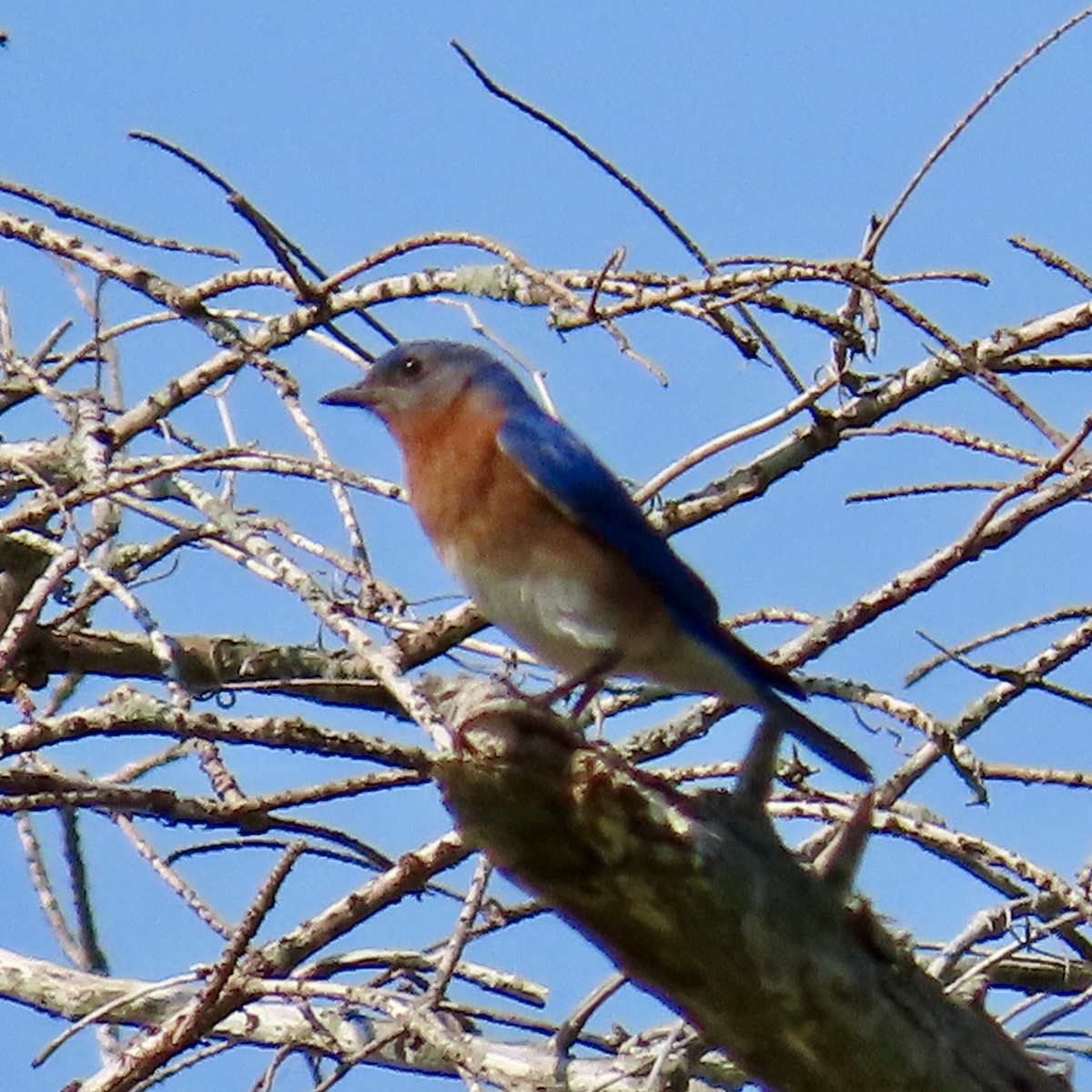 Eastern Bluebird - ML620544370