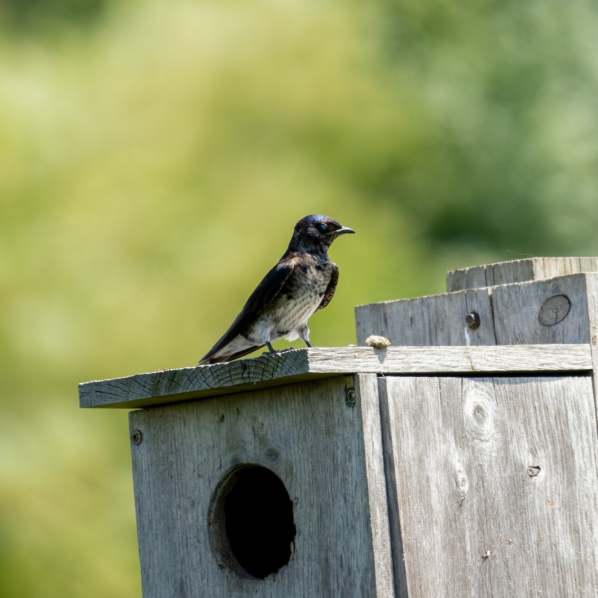 Golondrina Purpúrea - ML620544377