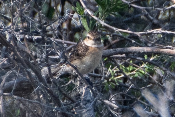 Siberian Stonechat (Siberian) - Grigory Evtukh