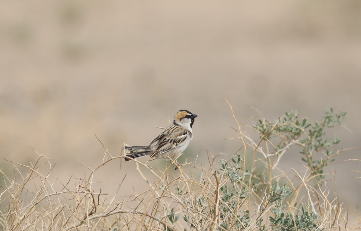 Saxaul Sparrow - Rohan van Twest