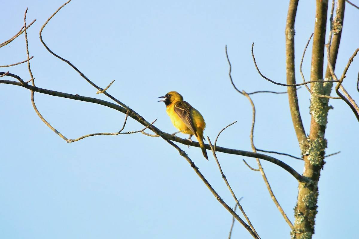 Orchard Oriole - ML620544397