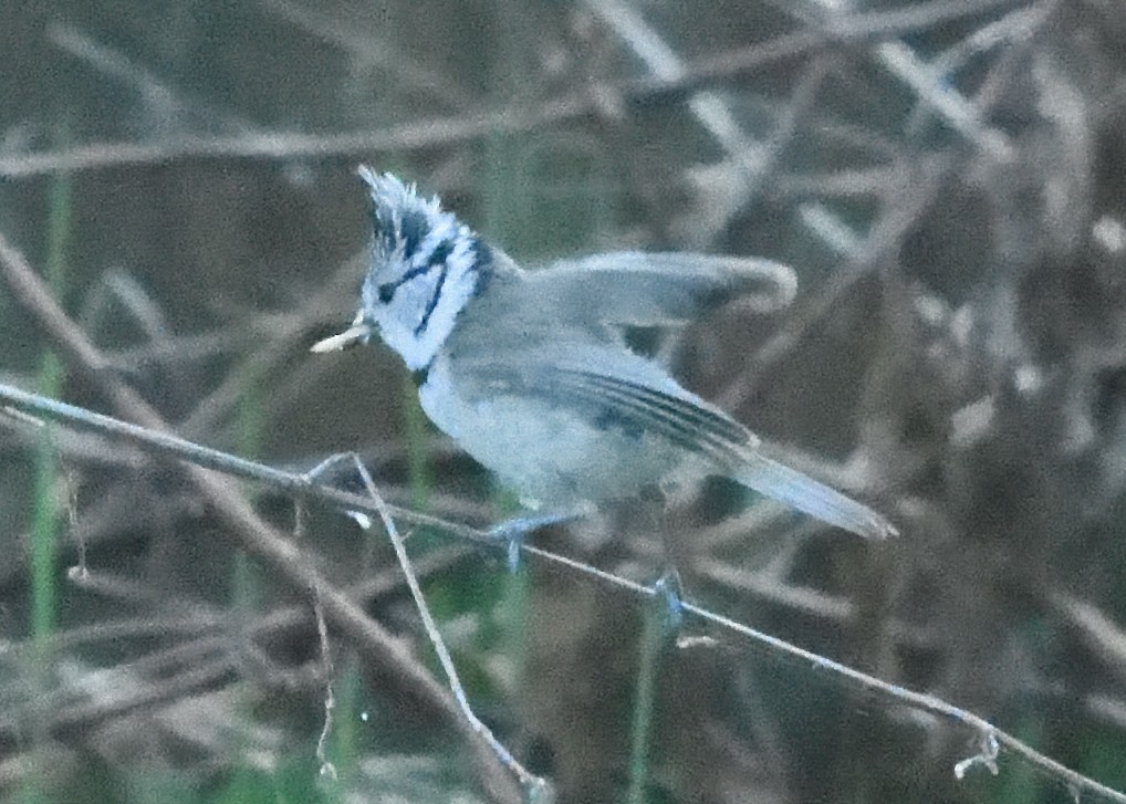 Crested Tit - ML620544398