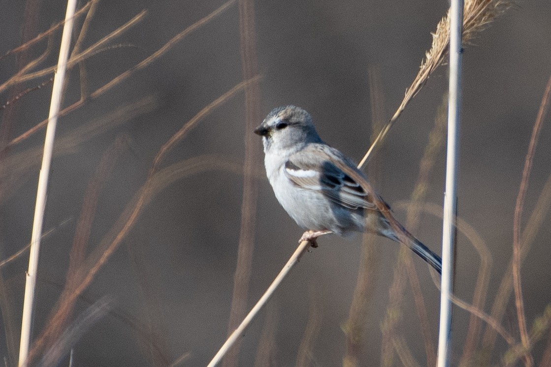 Saxaul Sparrow - ML620544400