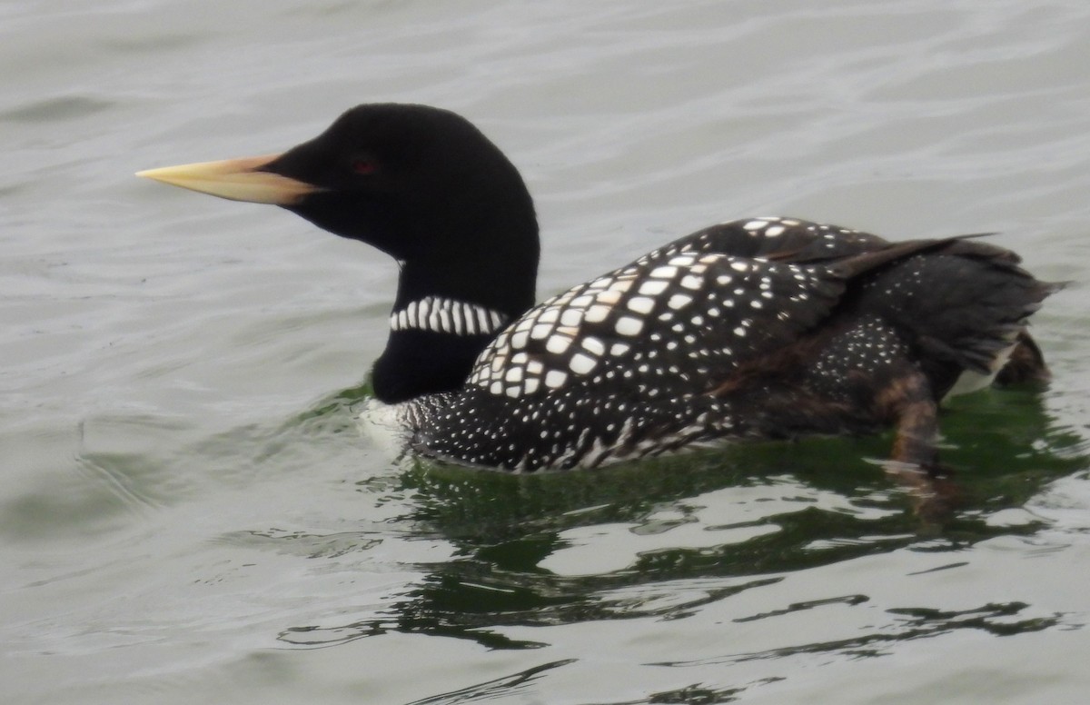 Yellow-billed Loon - ML620544407