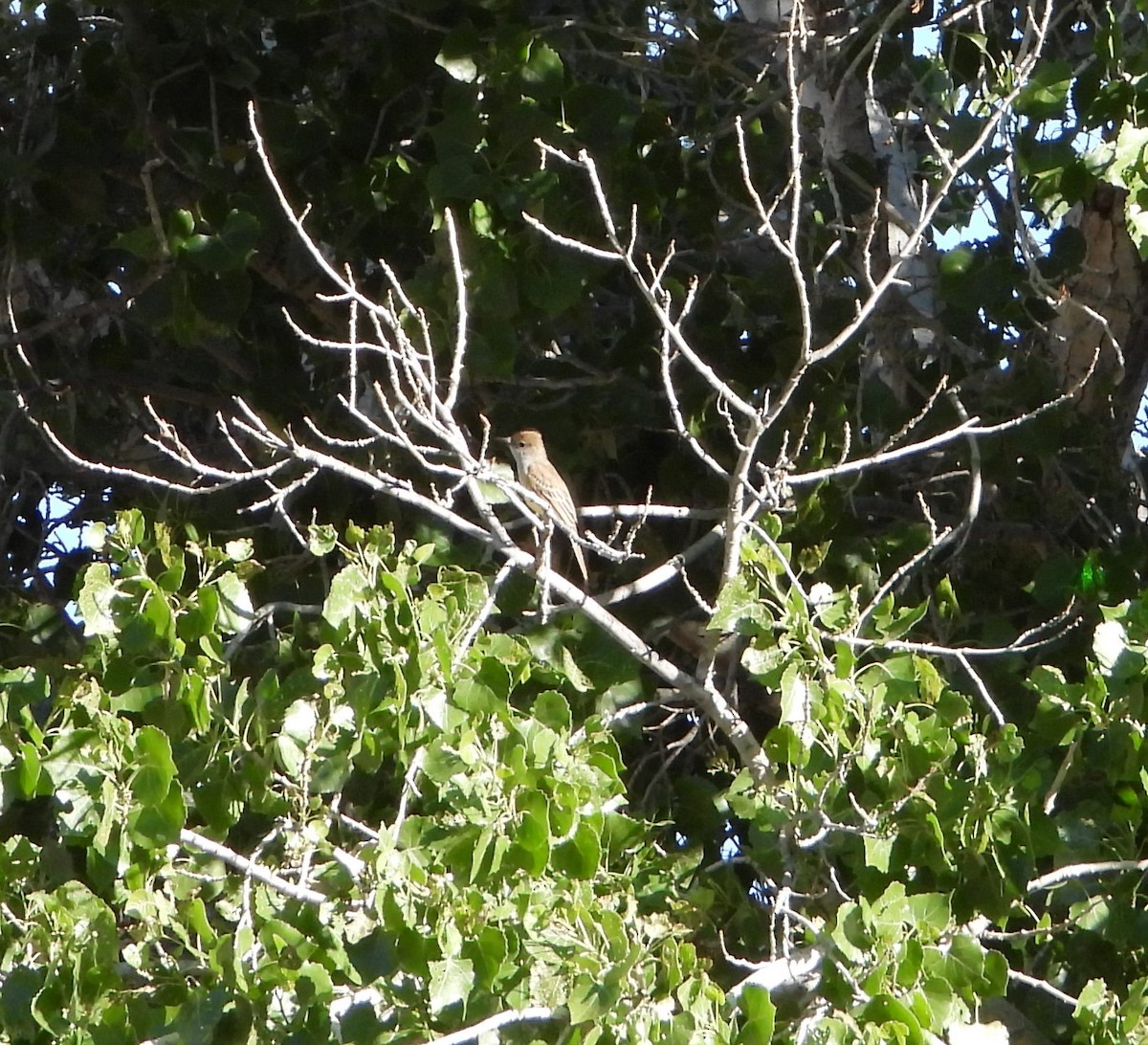 Brown-crested Flycatcher - ML620544408