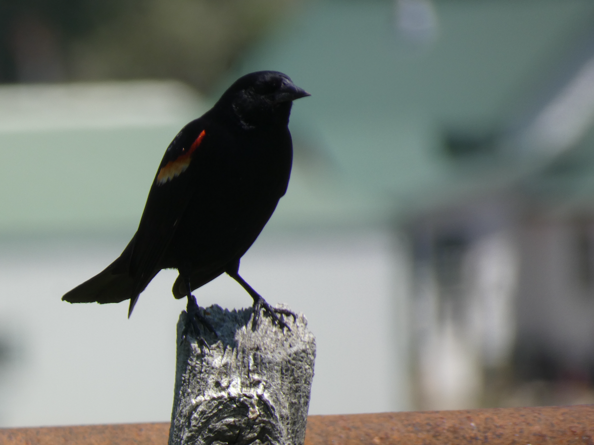 Red-winged Blackbird - ML620544418