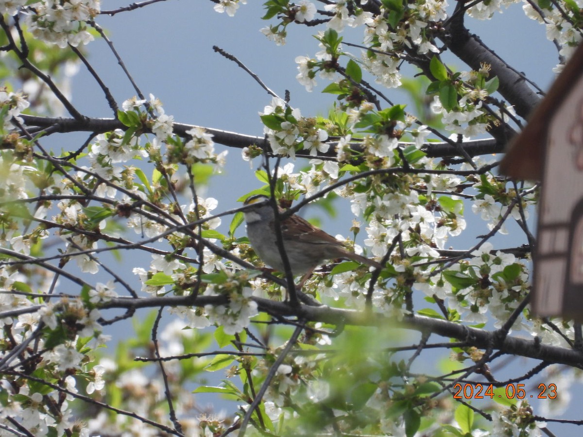 White-throated Sparrow - ML620544419