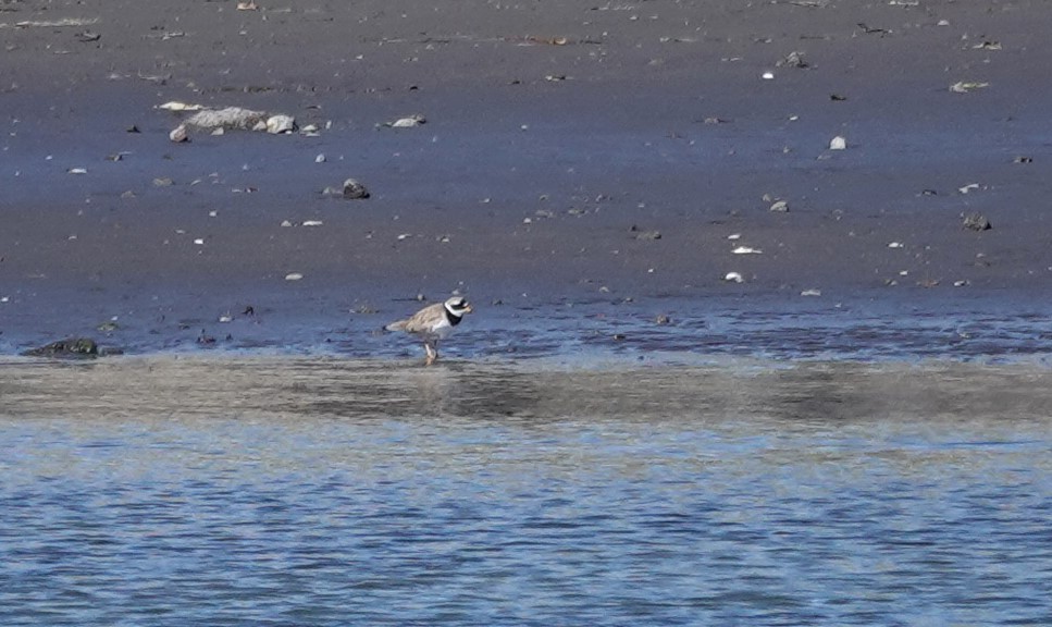 Common Ringed Plover - ML620544420