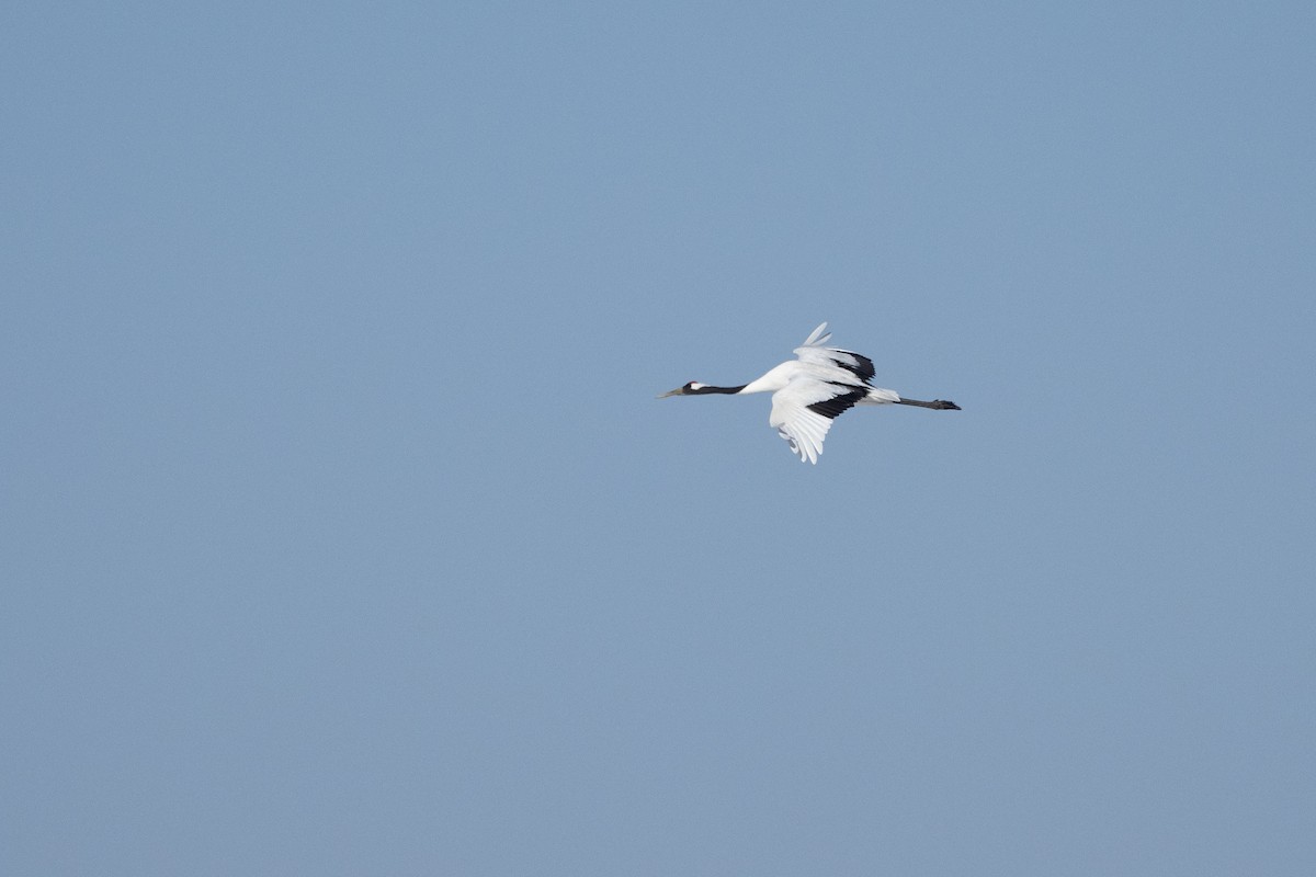 Red-crowned Crane - ML620544430